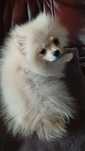 Szpic miniaturowy Pomeranian suczka
