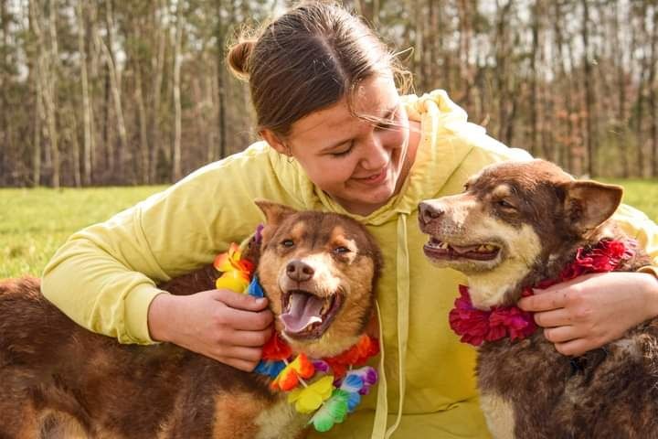 Piękny, czekoladowy lisek całe życie szuka nowego Domku!