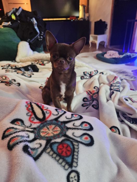 Zapowiedź miotu Chihuahua