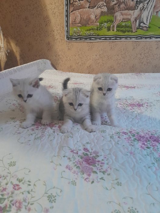 Котята породы серебристая шиншила