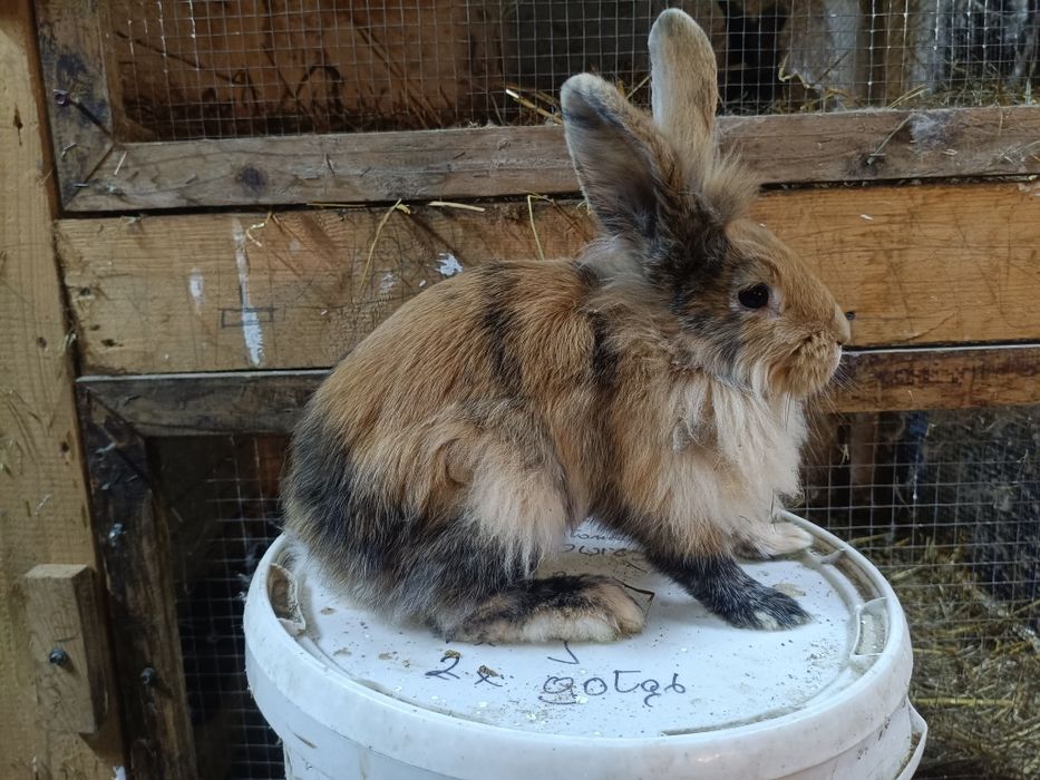 Samiczki mieszance Belg/rex 5 miesięcy