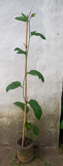 Pés de Maracujás