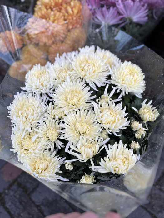 Chryzantemy chryzantemy