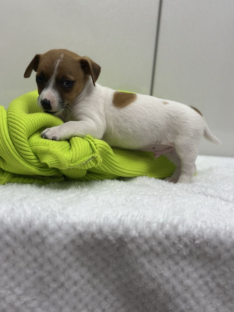 Piesek Szczeniak Jack Russell Terrier gotowy do odbioru z Rodowodem