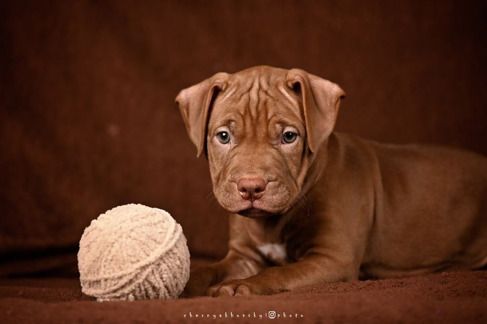Крутезна дівчина американського пітбультерьера, пітбуль, питбуль, пит