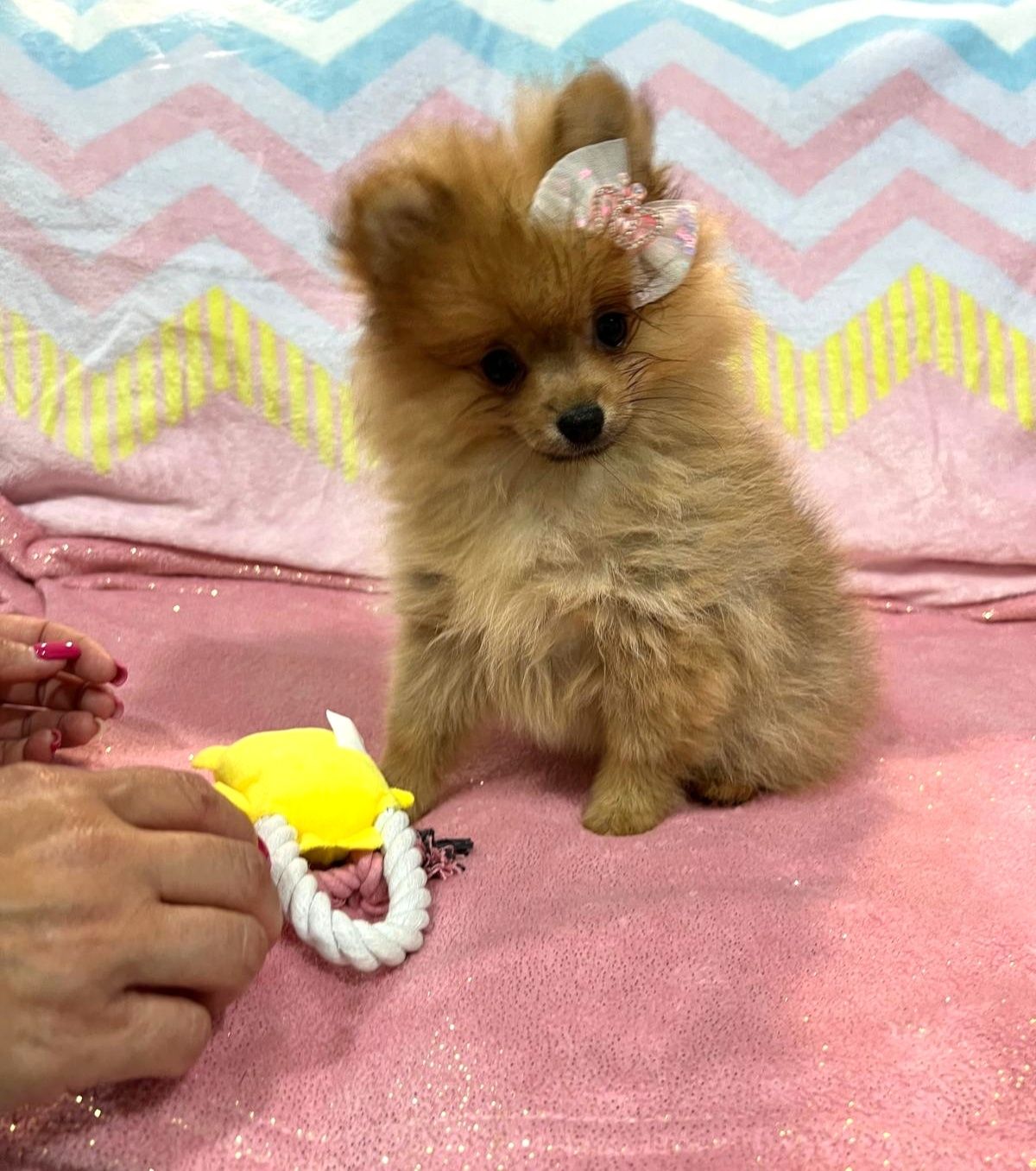 Lulu da Pomerânia menina Mini com Lop e Afixo