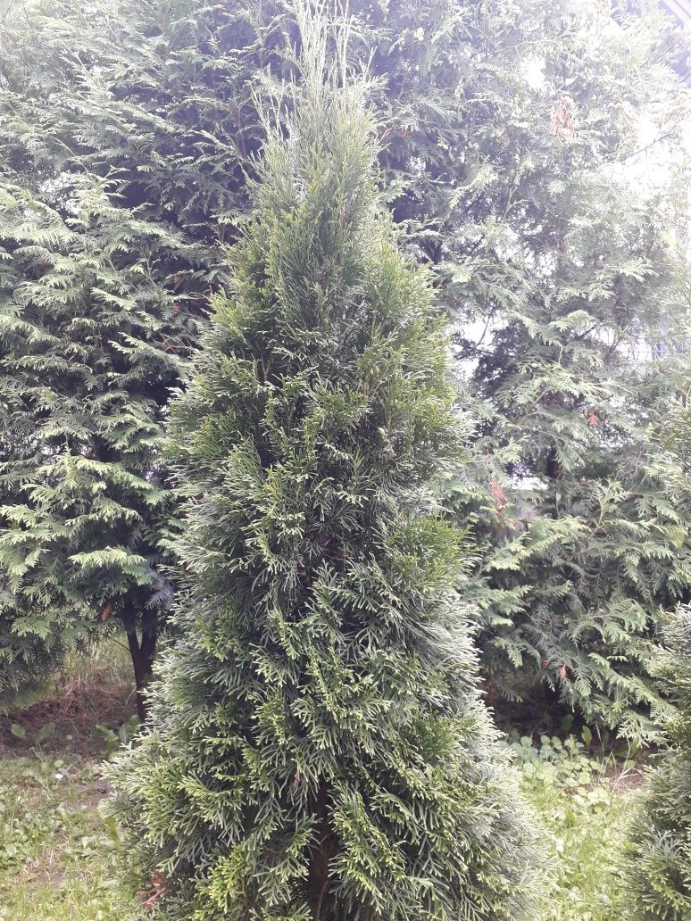 Tuja szmaragd 150-200 cm sztuk 6 w doniczkach