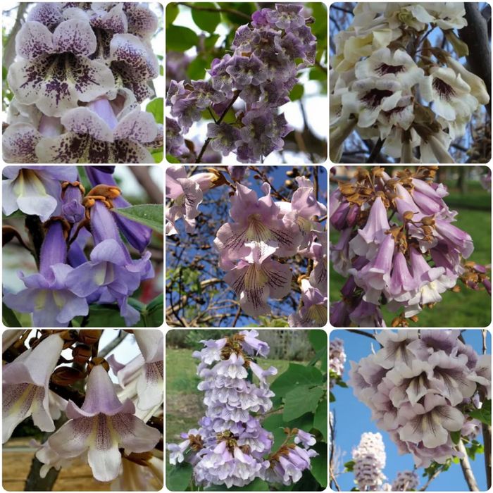 Насіння Войлочної уп. 200 шт, Семена Павловнии, Павловния розпродаж