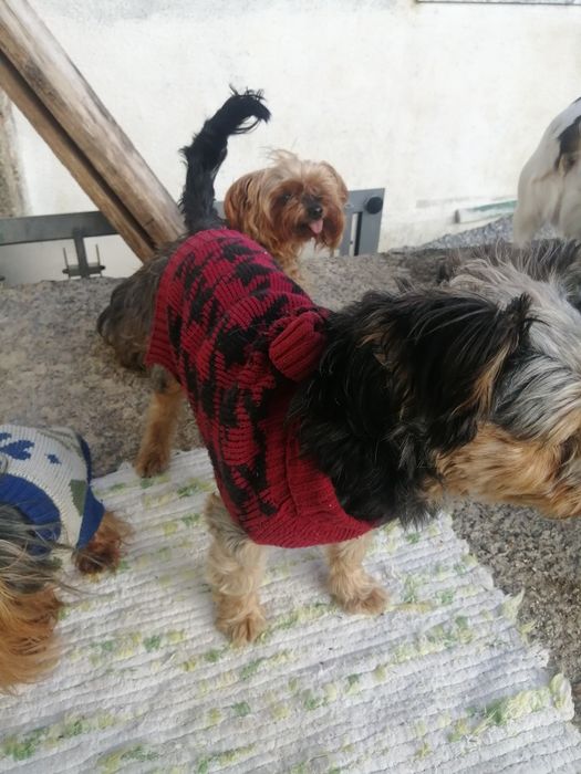CÃO de raça yorhire terrier com 6 meses..