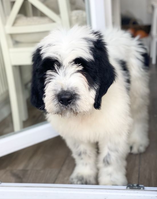 Szczeniak Owczarek Rumuński Mioritic. Hodowla FCI - Felix Pastor.