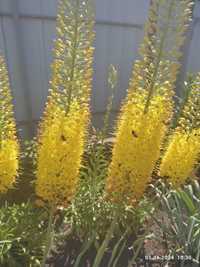 Еремуруси жовті 1,5 м. Квітучі.
