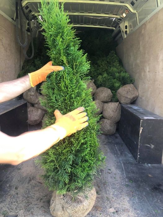 Tuja szmaragd, tuje, thuja szmaragd od 80 do 250 cm!