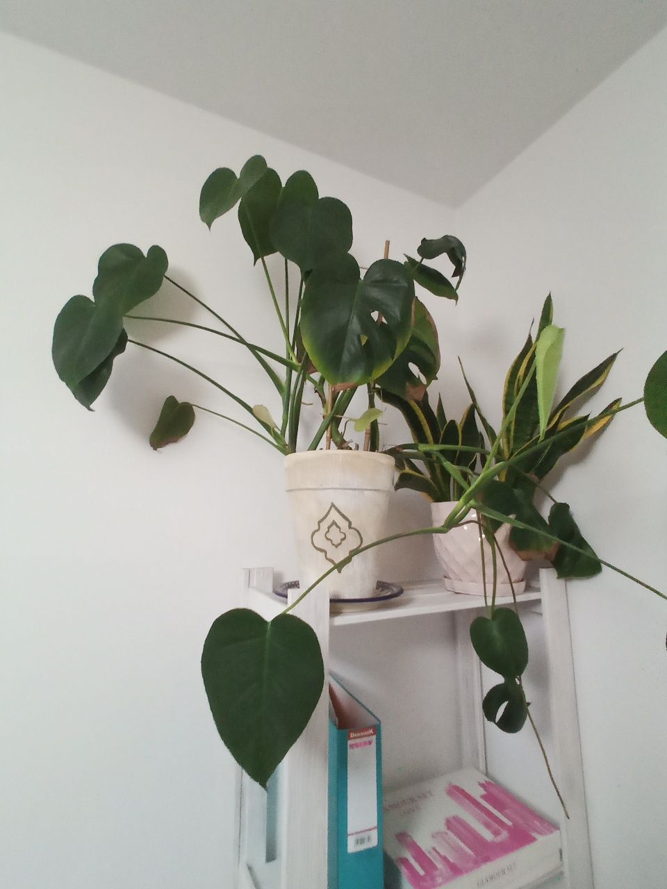 Monstera. Bardzo duża. Ceramiczna ręcznie malowana donica.