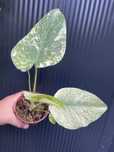 Monstera mint pot 10