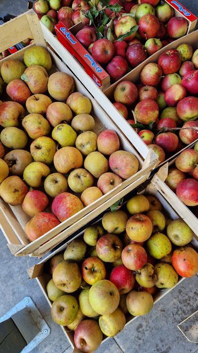 Jabłka Szczecin Dąbie eko 3 zł kg