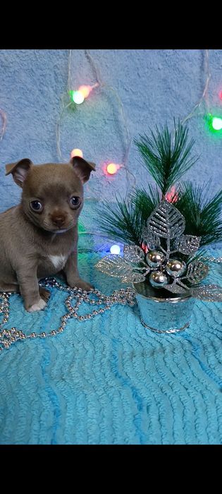 Лиловая чихуахуа