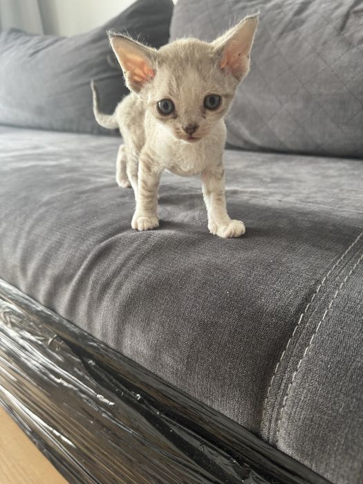 Śliczne kocięta Devon Rex - Słodka Jagoda*PL