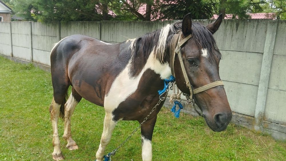 Продаю жеребця а поміняю на молоду корову
