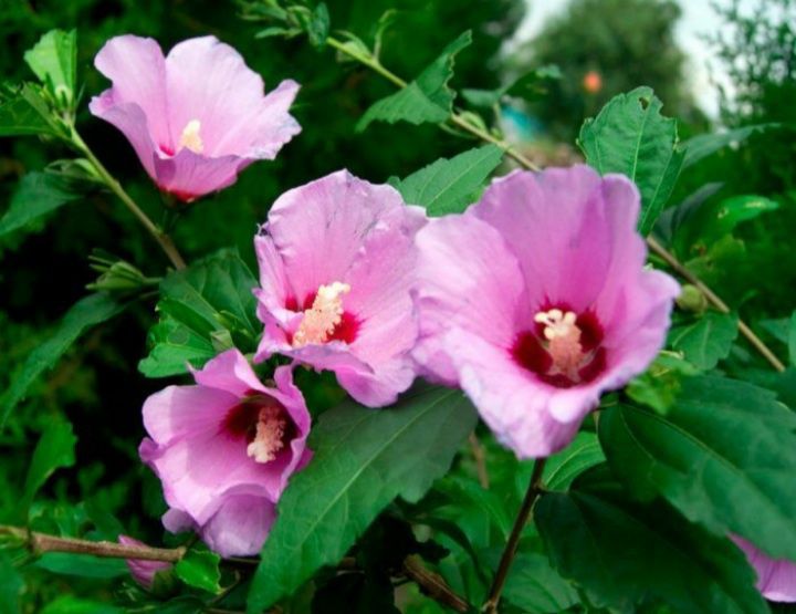 Алоэ вера лечение и косметика