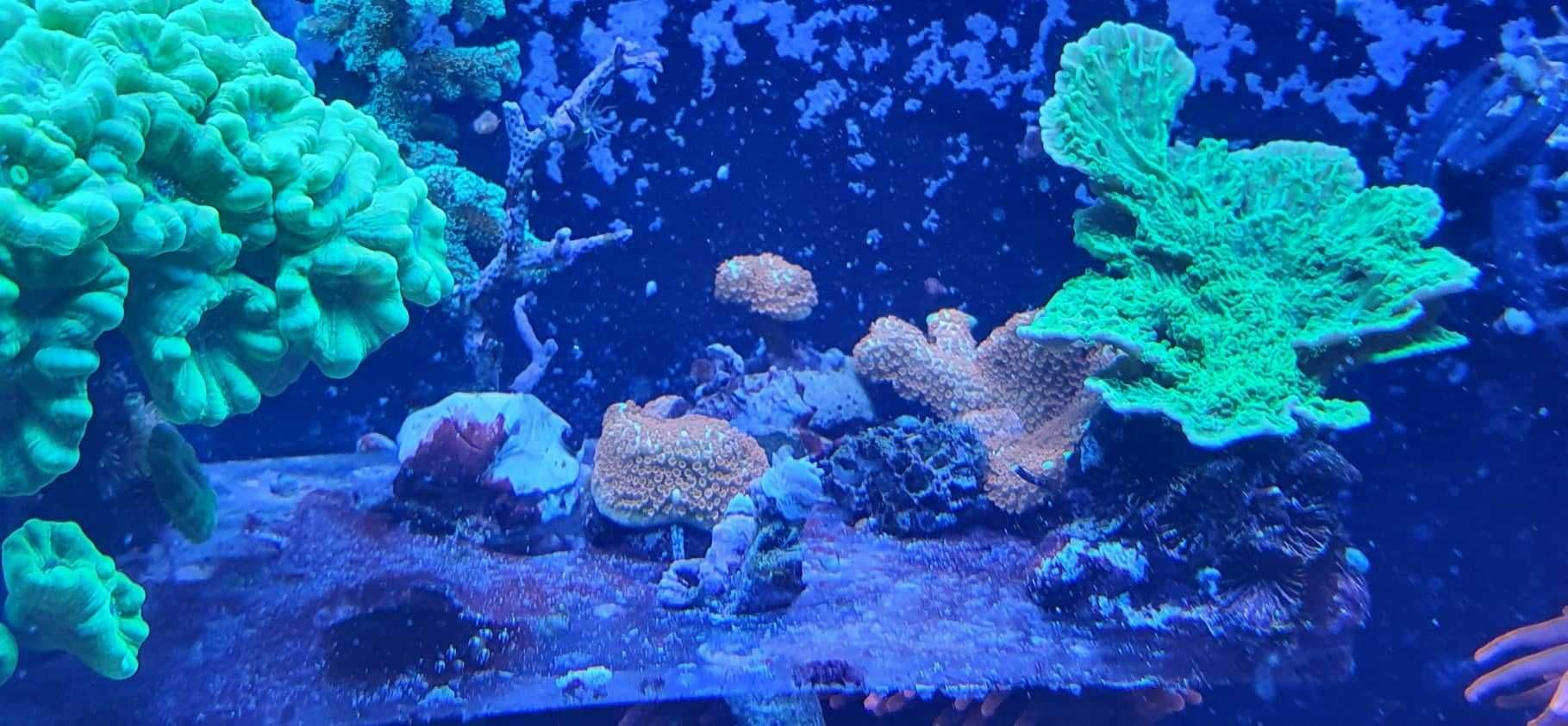 Montipora samarensis akwarium morskiego