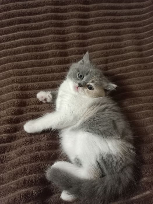 Кошенята кошенята