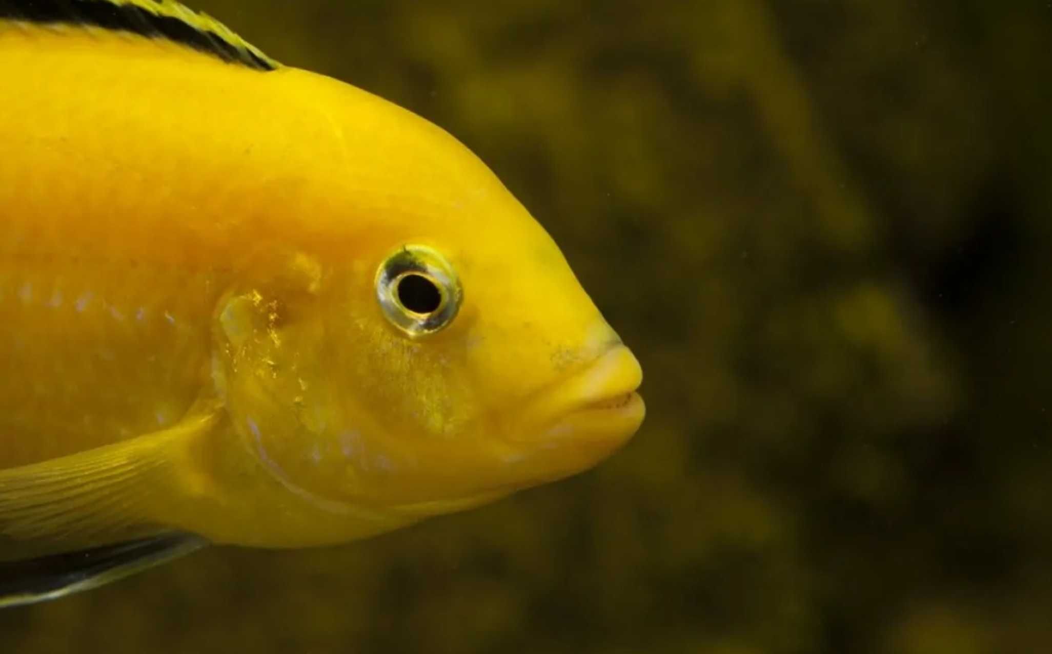 Labidochromis caeruleus yellow - dowóz, wysyłka