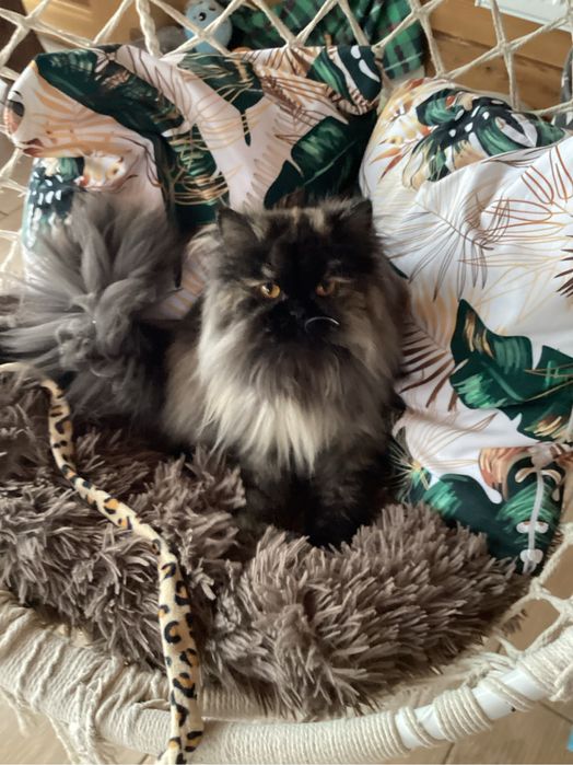 Pers milusia koteczka biała