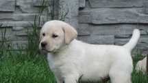 Labrador retriever Biszkoptowa suczka