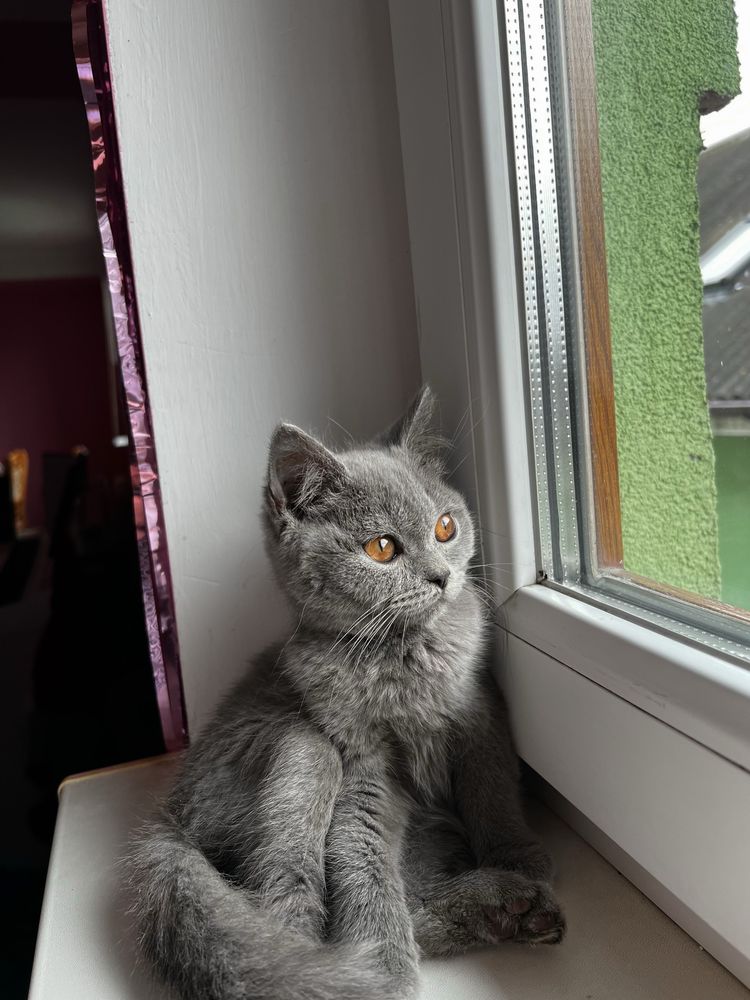 Британське короткошерстне кошеня
