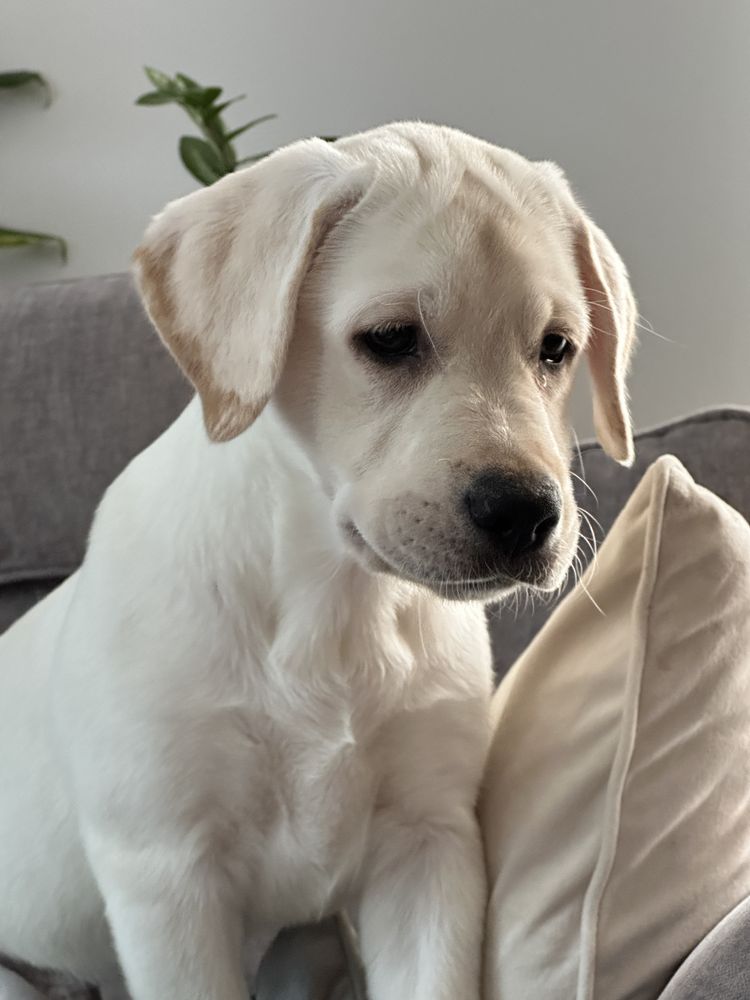 Labrador z rodowodem FCI ZKwP