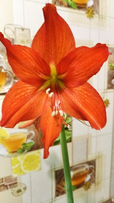 Гиппеаструм комнатный