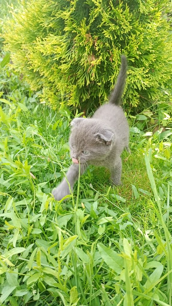 Шотланські кошенята