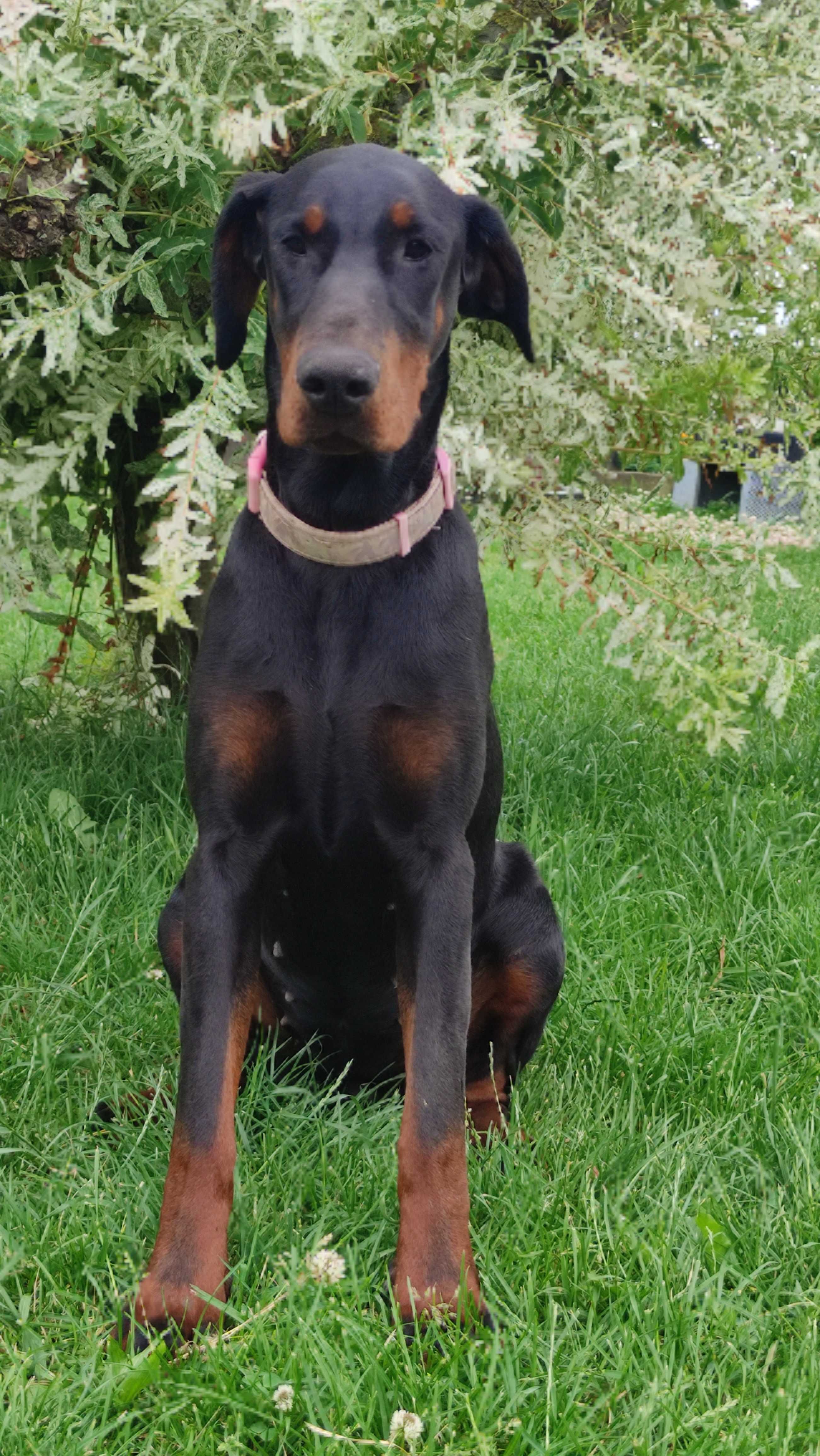 Szczenię Dobermana FCI