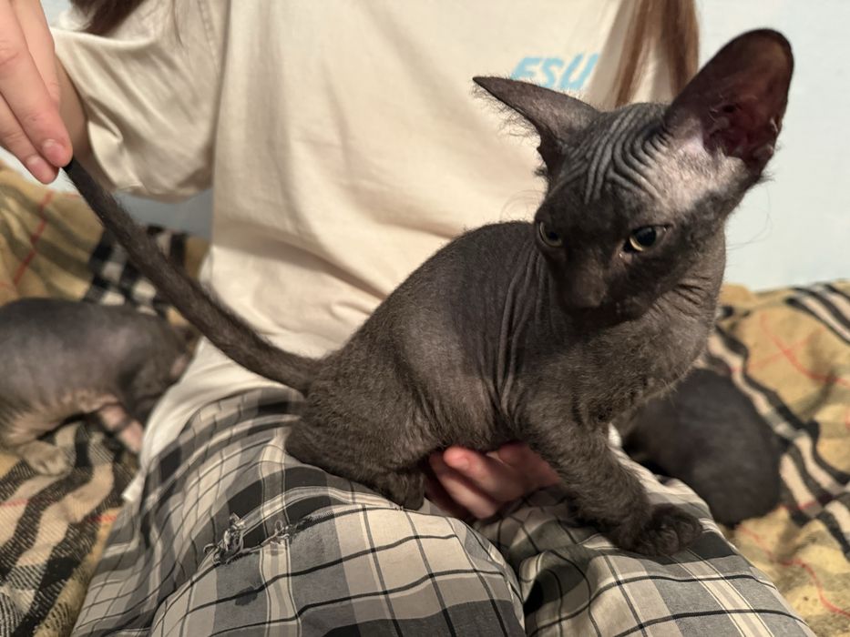 Коты Канадский Сфинкс