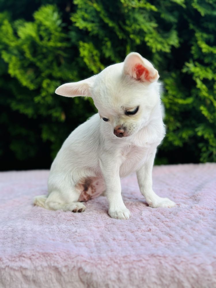 Piękna sunia FCI chihuahua krotkowlosa kremowa cream