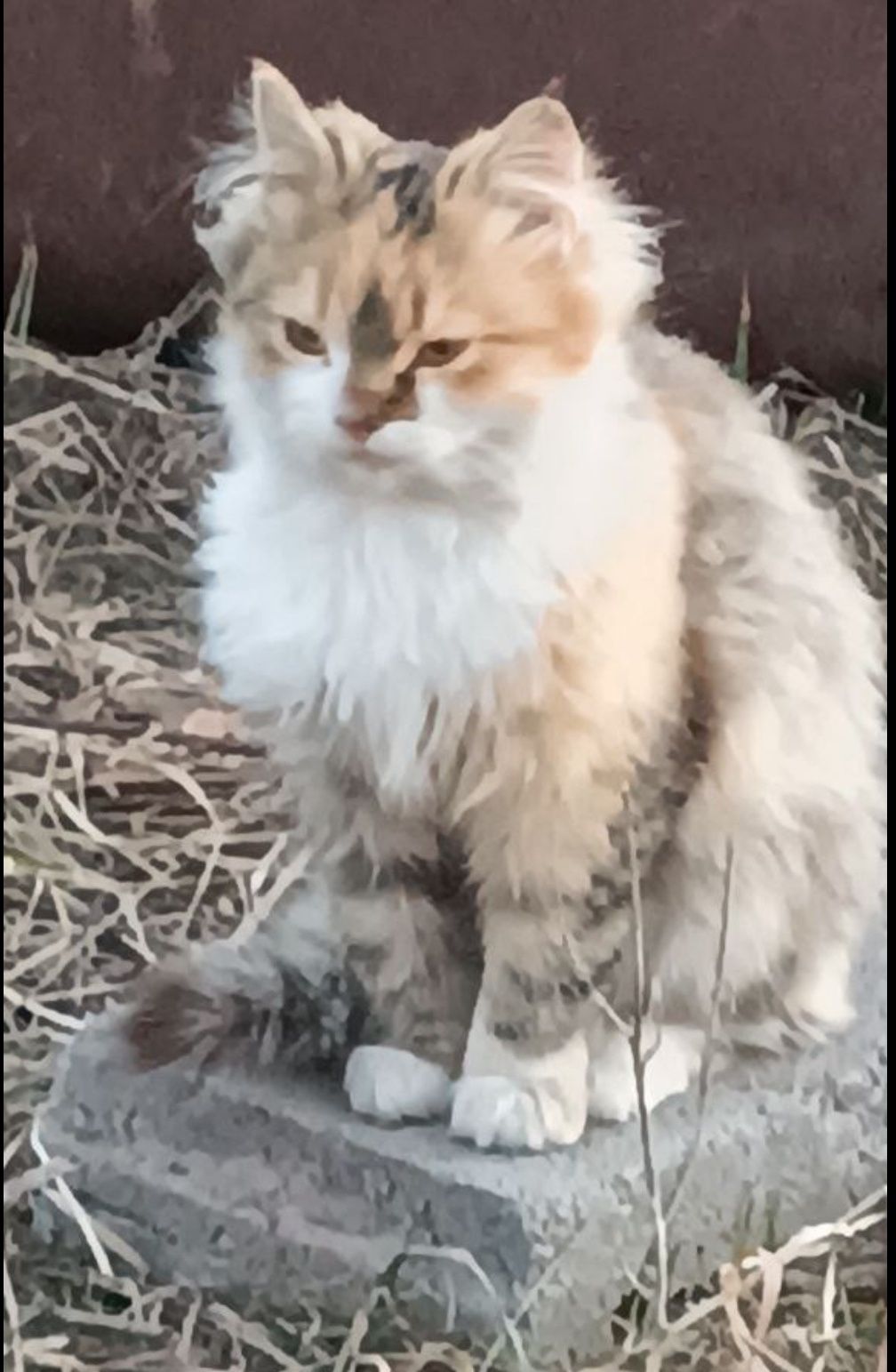 Котенята, хлопчик та дві дівчинки, котики Васильків