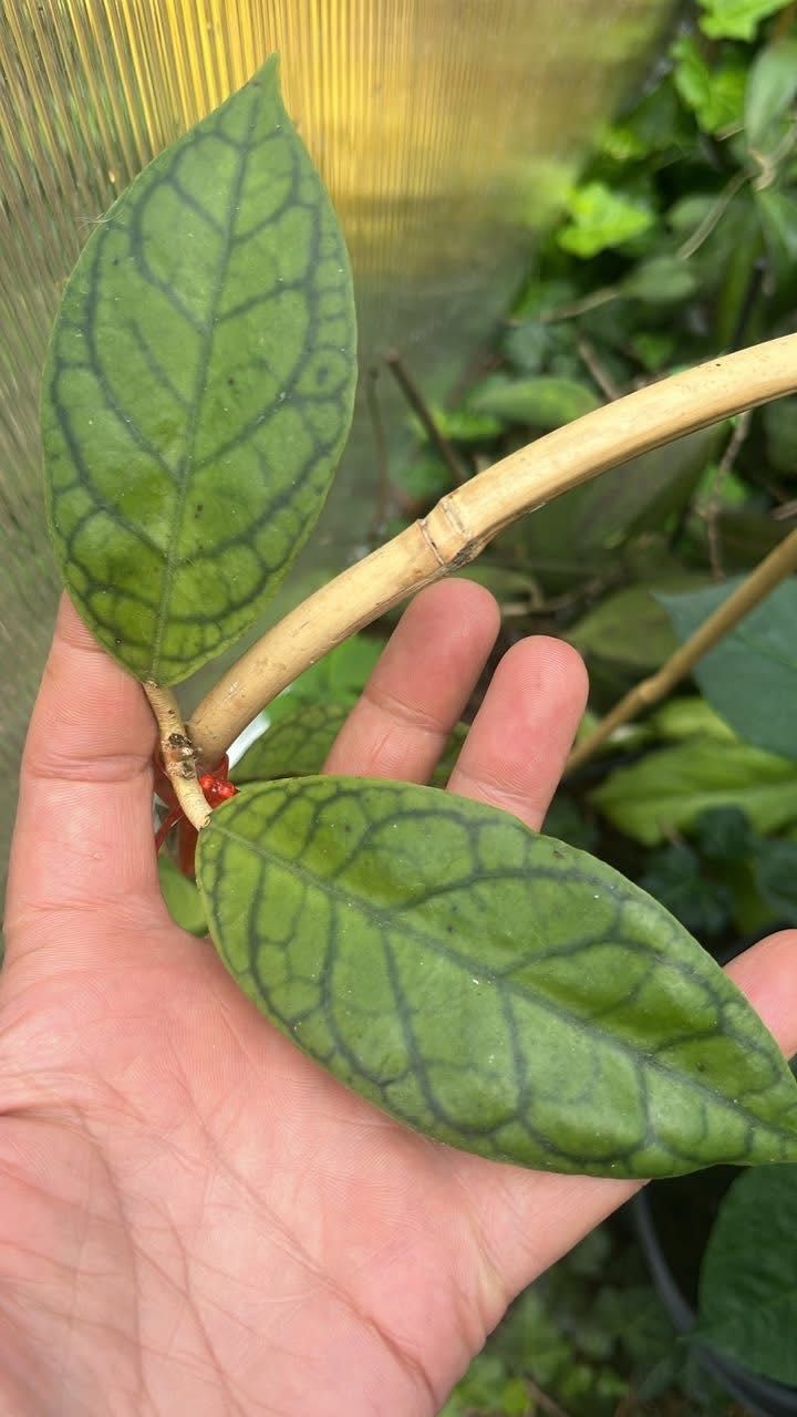 Zestaw hoi sp. Bahoi i cv. Nui