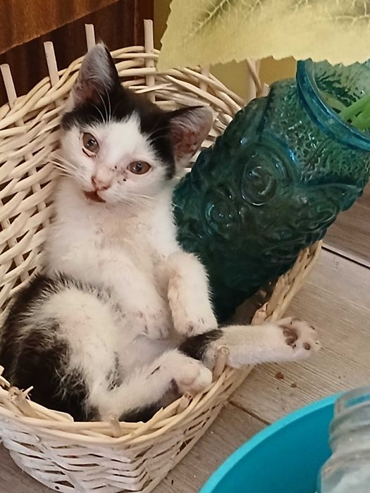 Truskawka potrzebuje domku na całe życie!!!