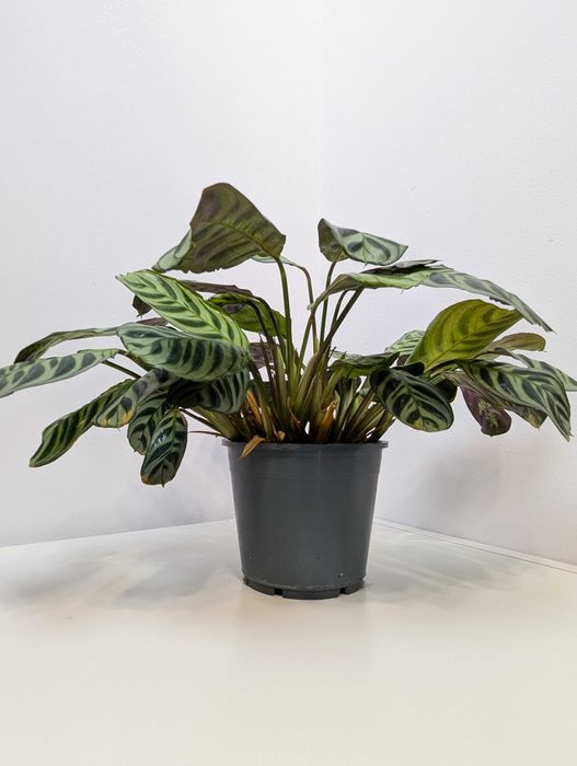 Ctenanthe burle-marxii 'Fishbone'