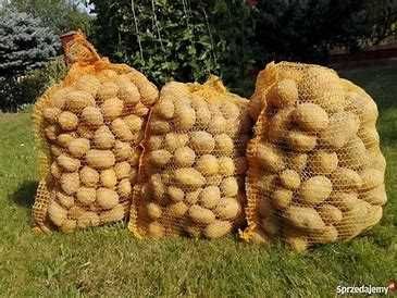 Ziemniaki Soraya/Ignacy. Cena za 30kg.