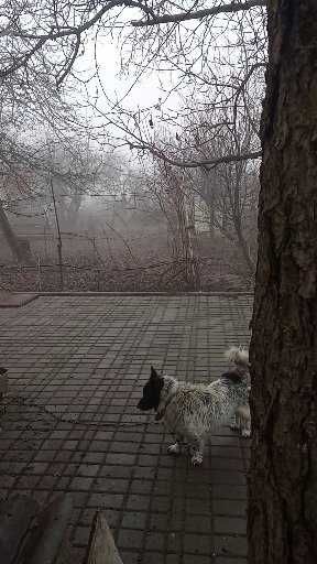 ялинка на спил висотою 10м