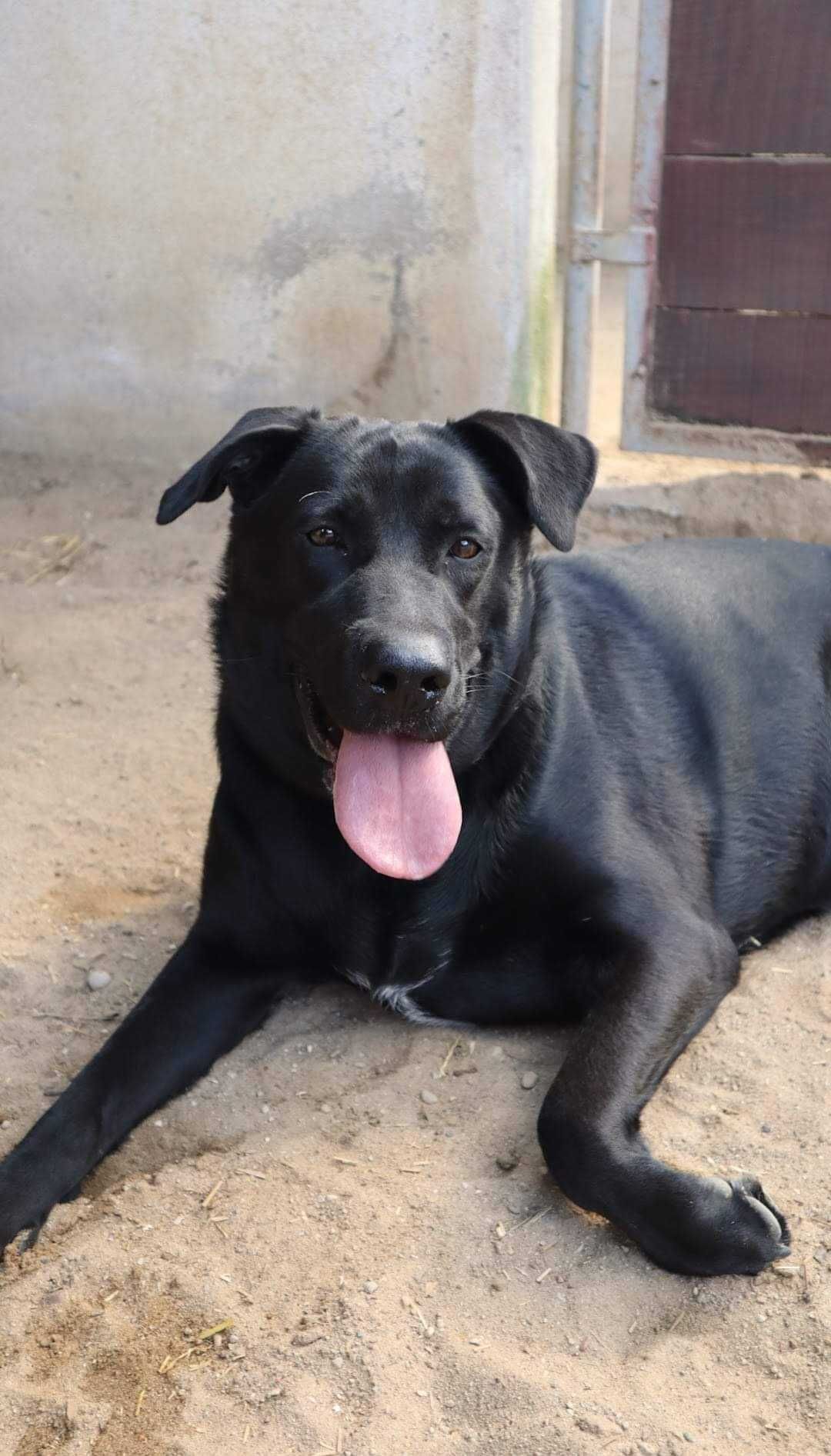 Kochana sunia w typie labradora