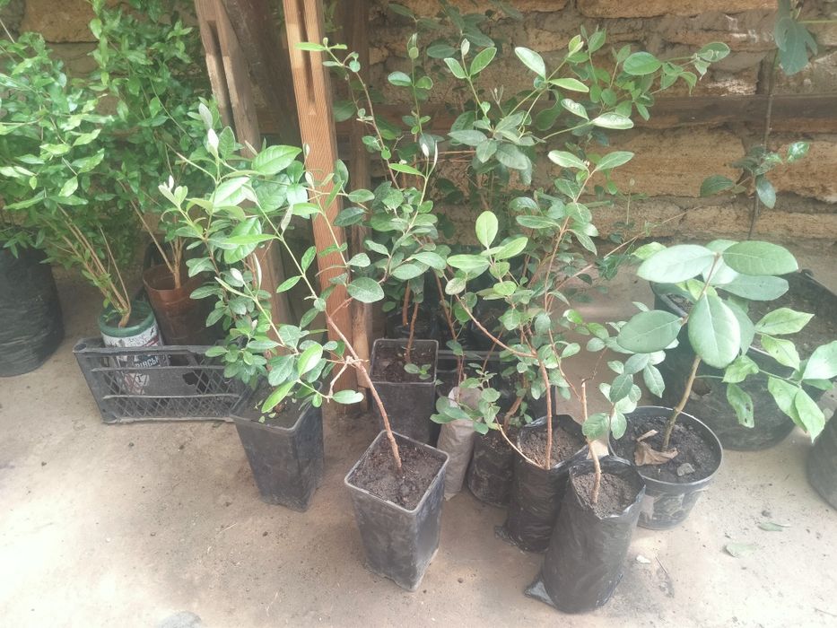 ФЕЙ-ХОА САЖЕНЦЫ продам.двух годичные.