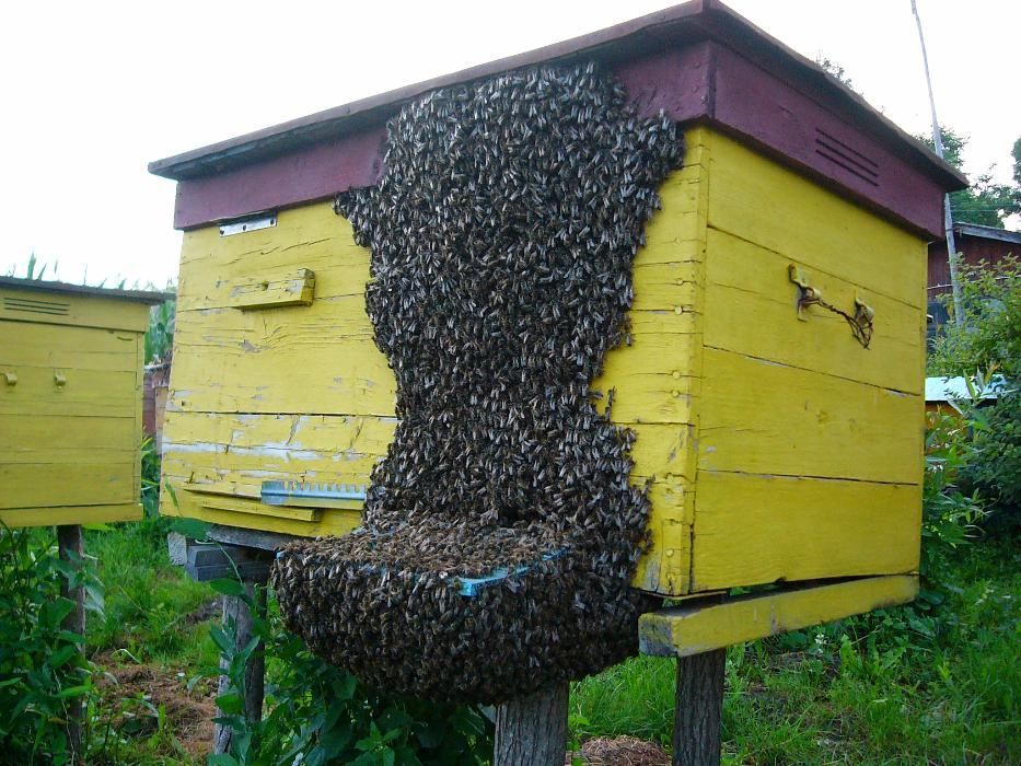 Продам бджолопакети 4 рр без хвороб та антибіотиків