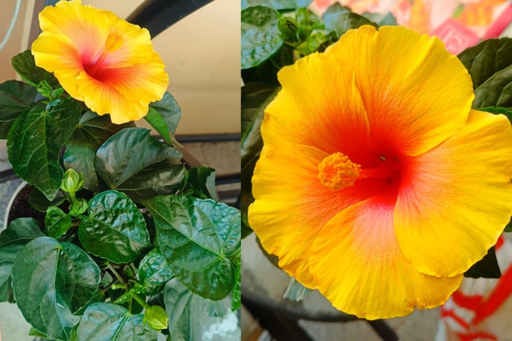 Hibiskusy róże chińskie różne kolory odmiany piękne duże kwiaty