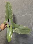 Roślina Philodendron hastatum Silver Queen Filodendron, sadzonki
