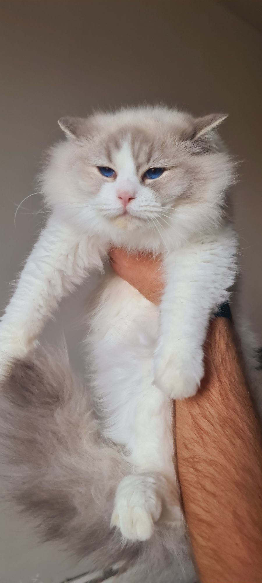 Śliczny kocurek Ragdoll