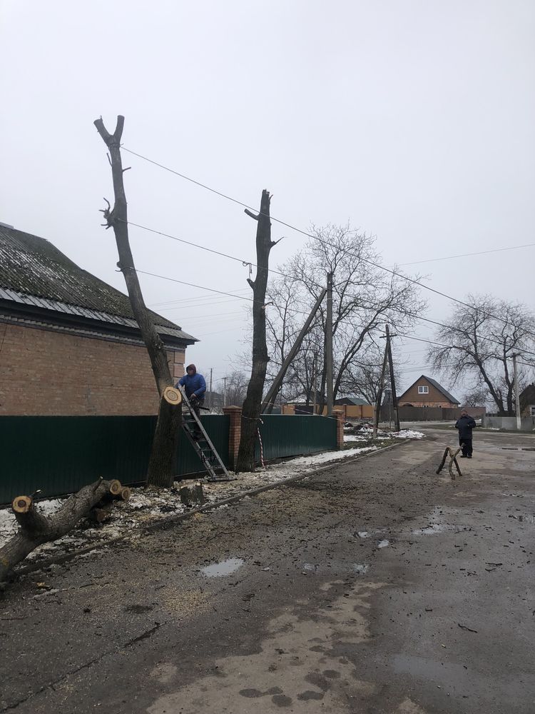 Спил деревьев любой сложности