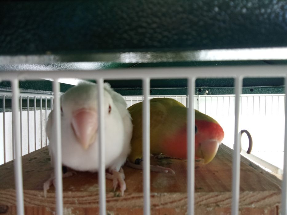 Inseparáveis vendo casal de inseparáveis
