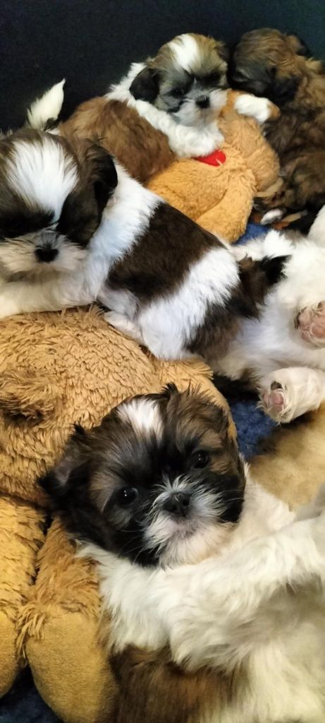 Shih tzu chłopiec 3 szczepieniemi  z domowej hodowli